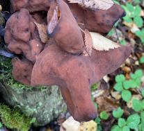 Строчок осенний