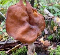 Строчок осенний