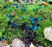 Хлороцибория сине-зеленоватая