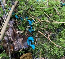 Хлороцибория сине-зеленоватая