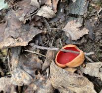 Sarcoscypha austriaca