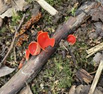 Sarcoscypha austriaca