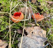 Sarcoscypha austriaca