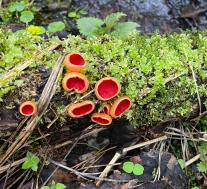 Sarcoscypha austriaca