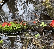 Sarcoscypha austriaca