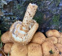 Чешуйчатка обыкновенная