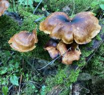 Трутовик каштановый