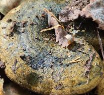 Груздь черный