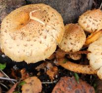 Чешуйчатка обыкновенная