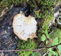 Трутовик каштановый