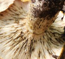 Груздь черный