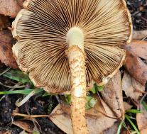 Чешуйчатка обыкновенная