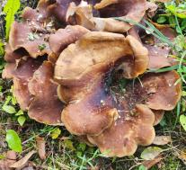 Трутовик каштановый