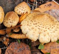 Чешуйчатка обыкновенная