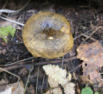 Груздь черный