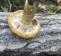 Груздь черный