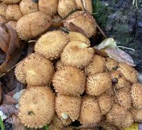 Чешуйчатка обыкновенная