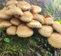 Чешуйчатка обыкновенная