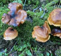 Трутовик каштановый