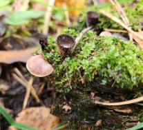 Бокальчик полосатый