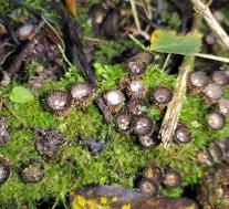 Бокальчик полосатый