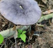 Паутинник фиолетовый