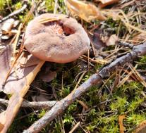 Гиднеллум Пека