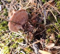 Гиднеллум Пека