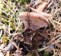 Гиднеллум Пека