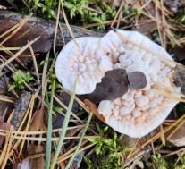 Гиднеллум оранжевый