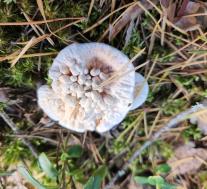 Гиднеллум оранжевый