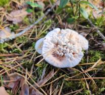 Гиднеллум оранжевый