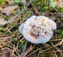 Гиднеллум оранжевый