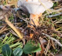 Гиднеллум оранжевый