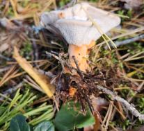 Гиднеллум оранжевый