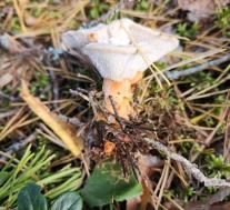 Гиднеллум оранжевый