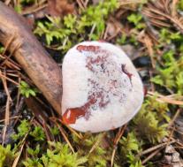 Гиднеллум Пека