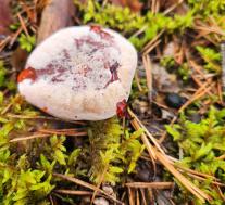 Гиднеллум Пека