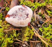 Гиднеллум Пека