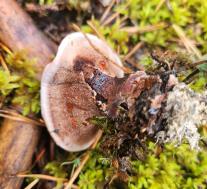 Гиднеллум Пека