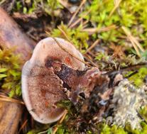 Гиднеллум Пека