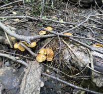 Чешуйчатка светящаяся