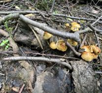 Чешуйчатка светящаяся