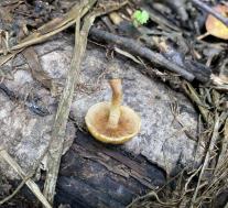 Чешуйчатка светящаяся