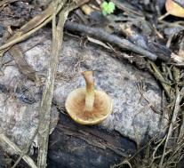 Чешуйчатка светящаяся