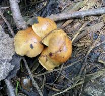 Чешуйчатка светящаяся