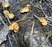 Чешуйчатка светящаяся