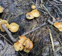 Чешуйчатка светящаяся