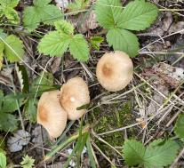 Marasmius oreades