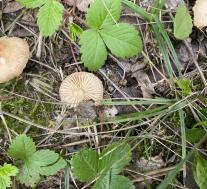 Marasmius oreades